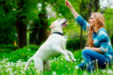 Aplicaciones para entrenar perros