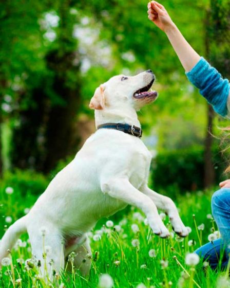 Aplicaciones para entrenar perros