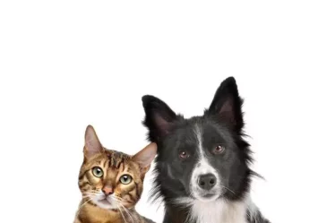 ¿Prefieres Perro o Gato?