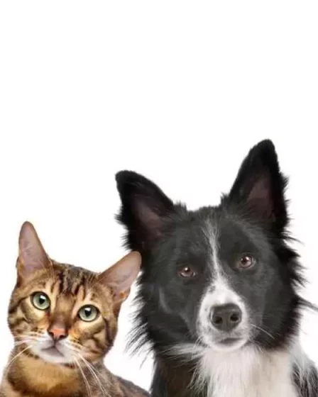 ¿Prefieres Perro o Gato?