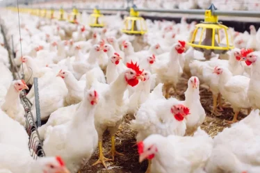 Cómo pesar pollos y aves usando tu celular