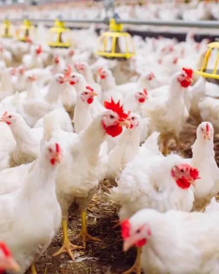 Cómo pesar pollos y aves usando tu celular