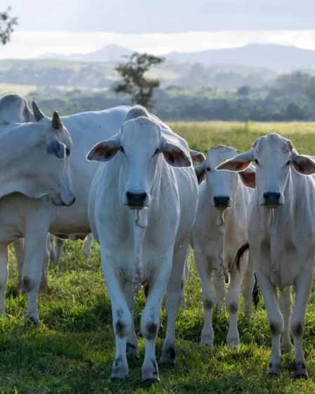 Pesar ganado vacuno y rebaños desde tu móvil